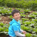 스테이 밭 이미지