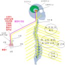 58 (투수의 부상) 허리 부상 3종 세트 이미지