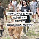 모리셔스 신혼여행 ep.9 카젤라파크 워킹위드라이언 / 에코라이더 / 사진구매가격