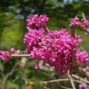 작은 봄꽃들, 신구대식물원에서 이미지
