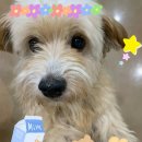 복슬강아지 이미지