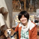 큐티애견 이미지