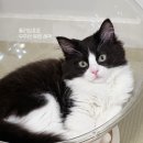 미송타워 | 고양이 해먹 추천 / 플라잉포포 우주선 투명 해먹 사용후기