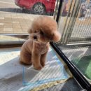 그루밍조이 이미지