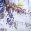 ◆(사진)중앙박물관 등나무꽃 & ◆서울숲 분수 이미지