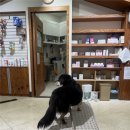 애니온동물병원 이미지