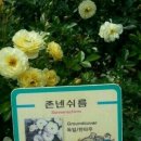 차오차오(강일점) 이미지