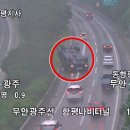 함평나비(무안) 이미지