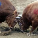 소싸움 디지털타임스