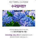 인업 수국잎 열수 추출물 프리미엄 정 후기