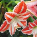 아마릴리스 이미지