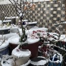 잣나무집정원 이미지