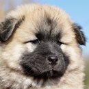 오렌지동물병원 이미지