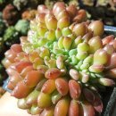 환타지아 이미지