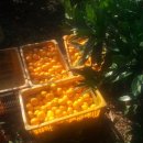 유나네농원 이미지