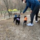 애견랜드 이미지