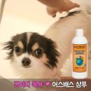 뉴와이즈펫 | 어스배스 사용 REVIEW 후기. 강아지 샴푸 추천