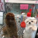 총각네 강아지 이미지