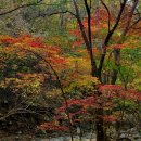 백호산악회제138차 23년10월22일 넷째주. 일요일 100대명산 문경주흘산 정기산행 이미지