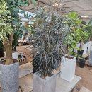 엔젤플라워 이미지