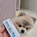 더케어벳 이미지