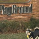 띵킹 독(Thinking Dog) 이미지