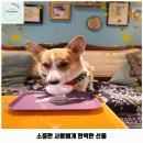 중곡제1동 애견카페 하이어그라운드 가격 및 후기 추천 리뷰 주차 예약 알아볼까요