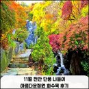 11월 천안 단풍 나들이 아름다운정원 화수목 후기