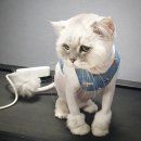 고양이무마취미용 고무미 이미지