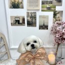 마론애견 이미지