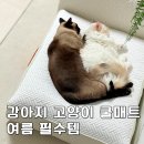 애견용품 - 송파구 마천로45길 37 | 강아지 고양이 쿨매트 찾는다면? 쿨방석 냉감패드 애견 여름 필수용품 후기