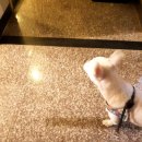 봄날동물의료센터 이미지