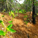 백양산 등산로 이미지