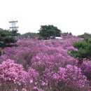 김포가현산진달래축제 이미지