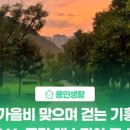 구갈레스피아_M 이미지