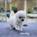 플레이독 파주본점 이미지