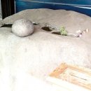 선운정사 석조여래좌상 이미지