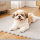 오늘의 강아지 | 고양이 강아지 미끄럼방지 매트 오늘의집 후기