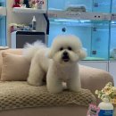 설렘