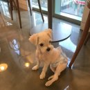 옳치 올치 이미지