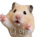 배때지
