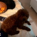 몽뚜루 | 수원 남양 동탄 봉담 반려견 미용 후기