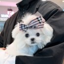 멜로디펍스 이미지