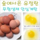 숲에서 온 유정란 이미지