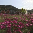 레드플라워(RED FLOWER) 이미지