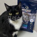 소화 잘 되는 고양이 사료 프레스티지 아크피앤씨
