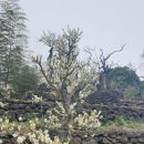 매화공원 | 제주 노리매공원, 매화 향기 가득한 명소 방문 후기