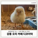 [강릉] 오리를 볼 수 있는 카페 &#34;디코이덕&#34; 후기