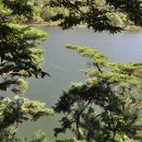 호수와 소나무 이미지