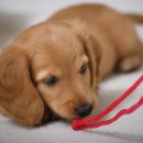 꼬리치는 강아지 이미지